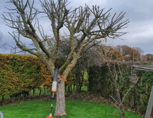 tree surgeon near me