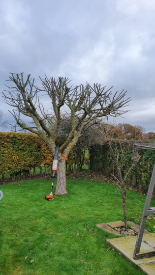 tree surgeon near me