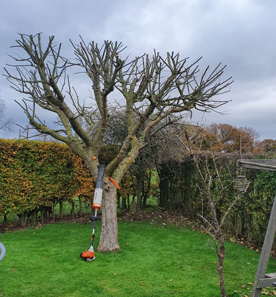 tree surgeon near me