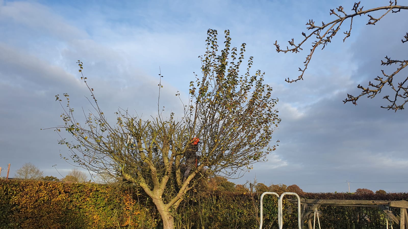 Tree pruning nantwich