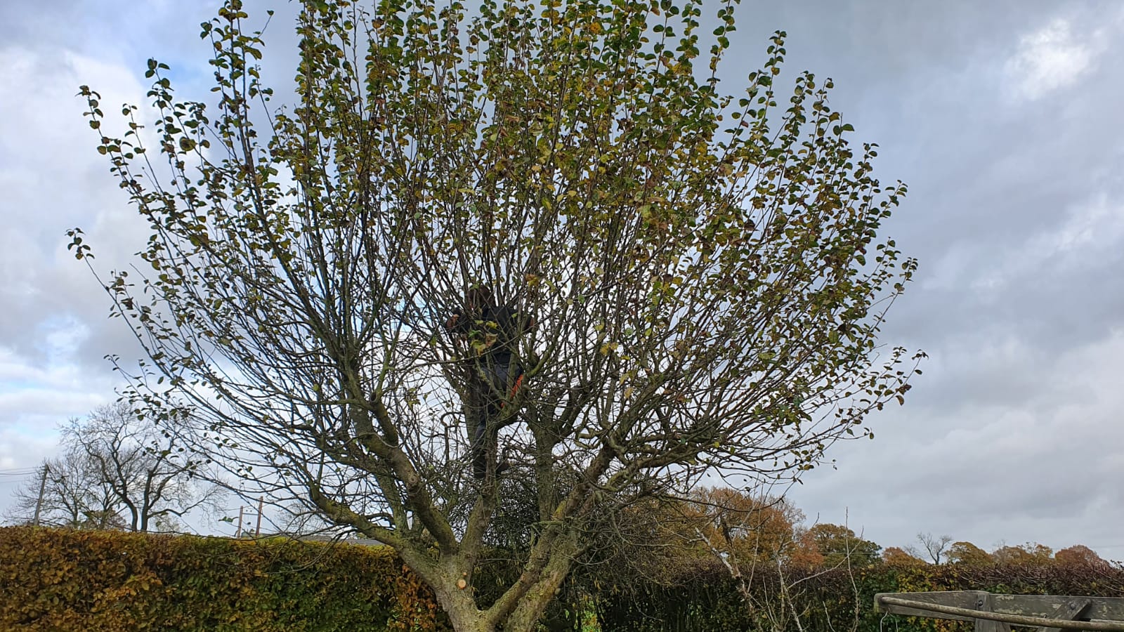 Tree pruning crewe