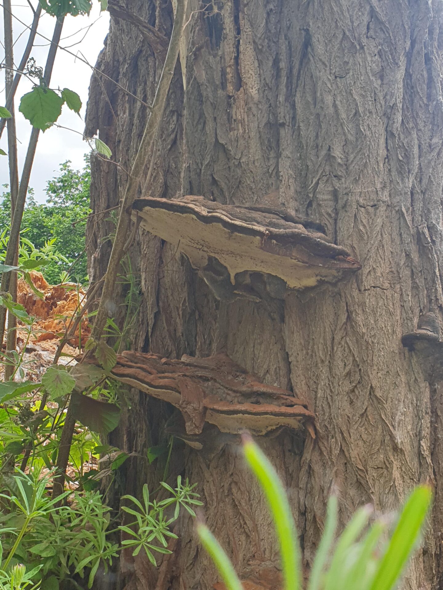 Southern Bracket (Ganoderma sp.)-(White Rot) - Usually a semi-circle shape with a brown-coloured top with a white underside, it decays wood internally, potentially compromising the integrity of the tree.