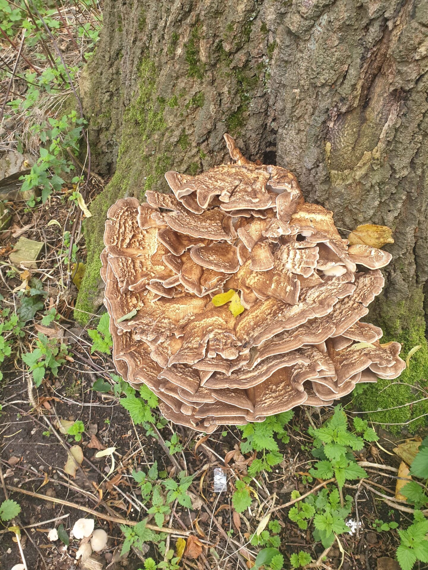 Gaint Polypore (Meripilus giganteus)-(White Rot)- Brownish to yellowish colour growing in overlapped layers, fruiting body grows annually. Could lead to uprooting as well as loss of structure integrity