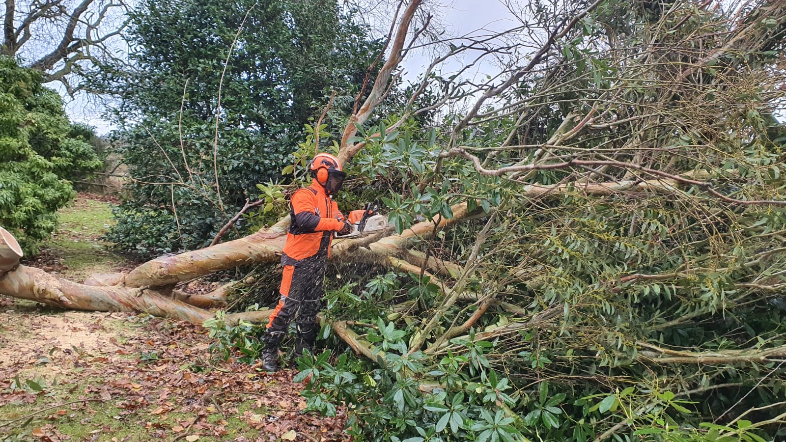 storm damage nantwich