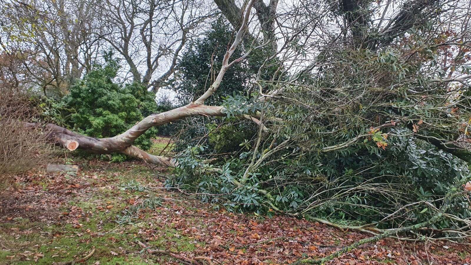 storm damage sandbach