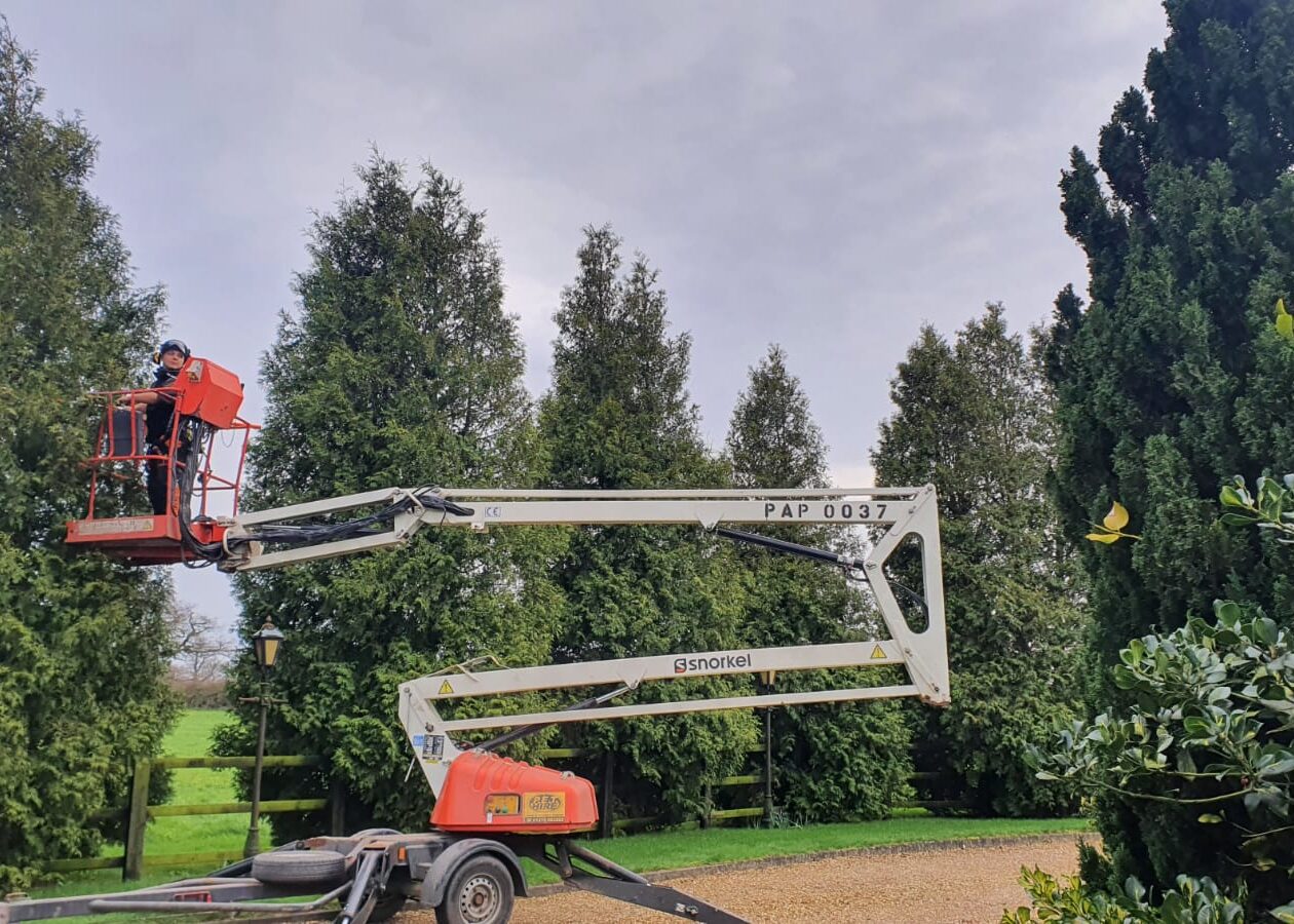 hedge pruning near me