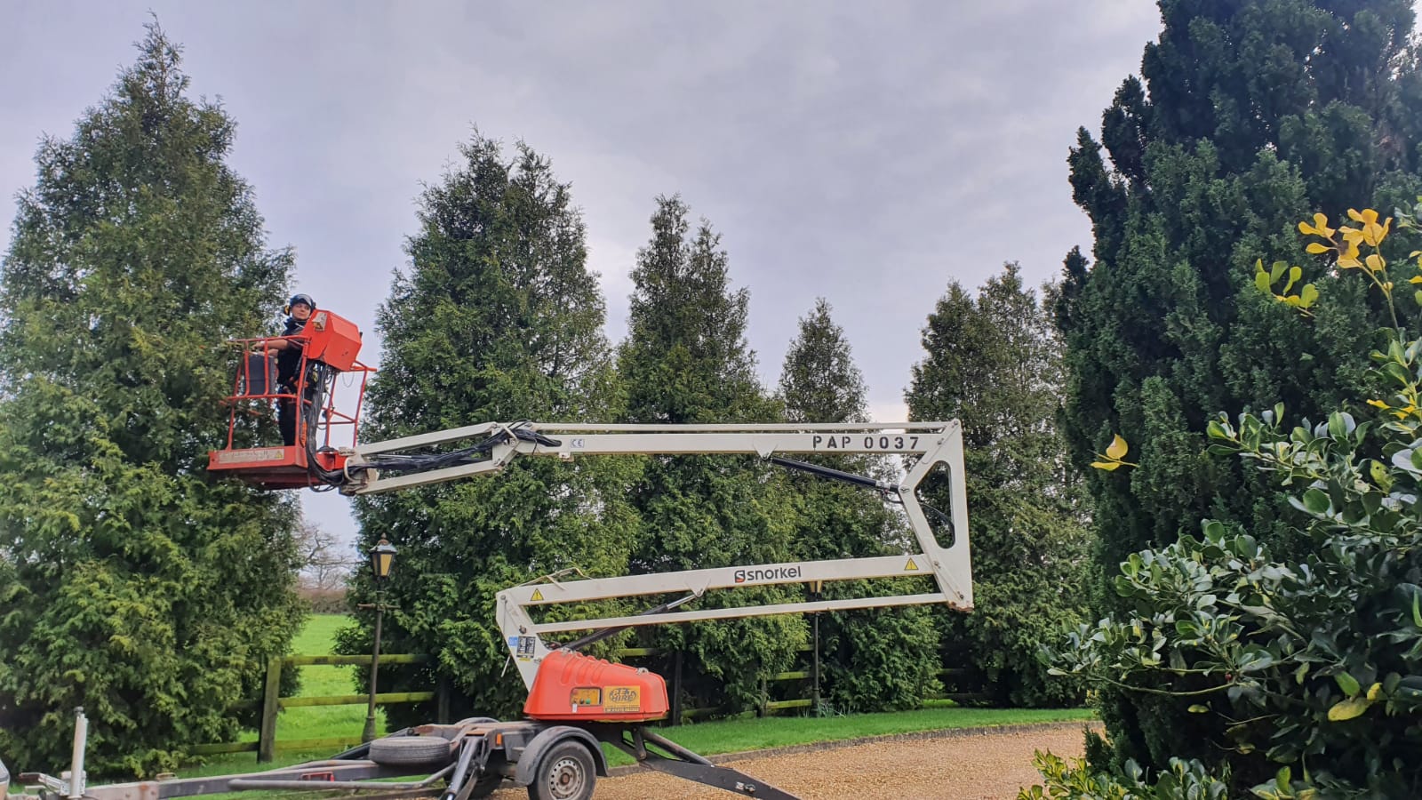 hedge pruning near me