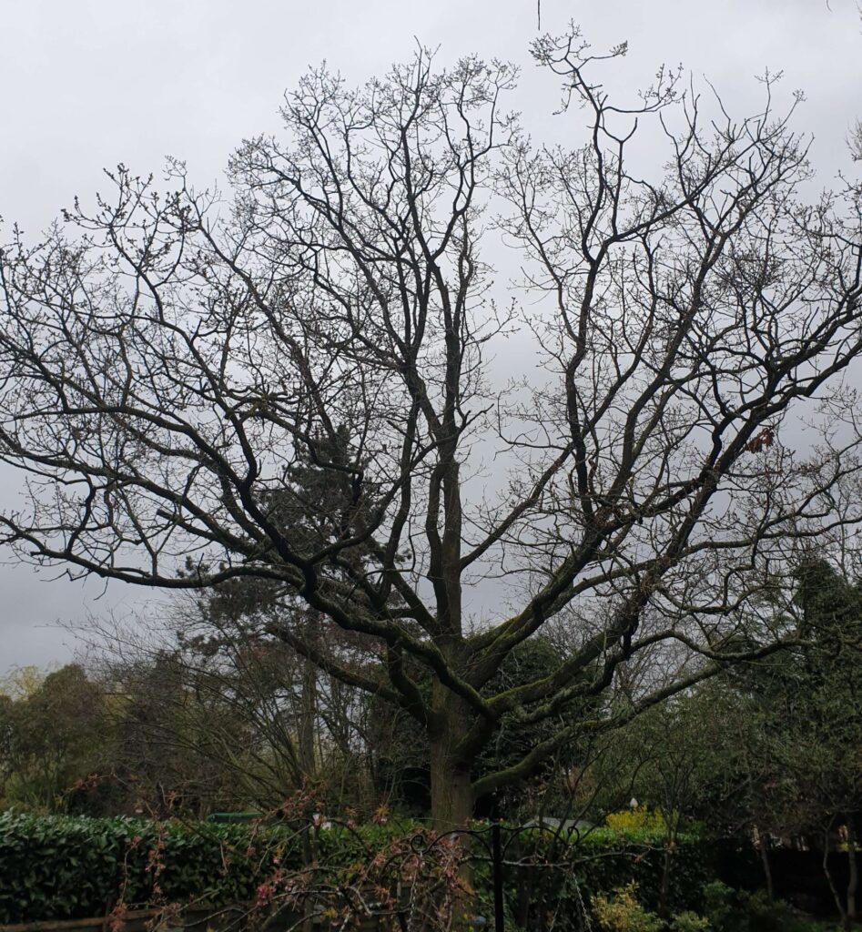 Tree Maintenace crewe