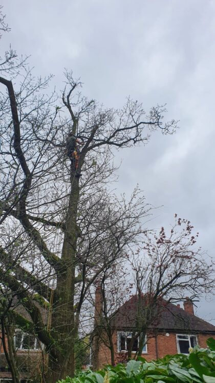 Tree Maintenace nantwich