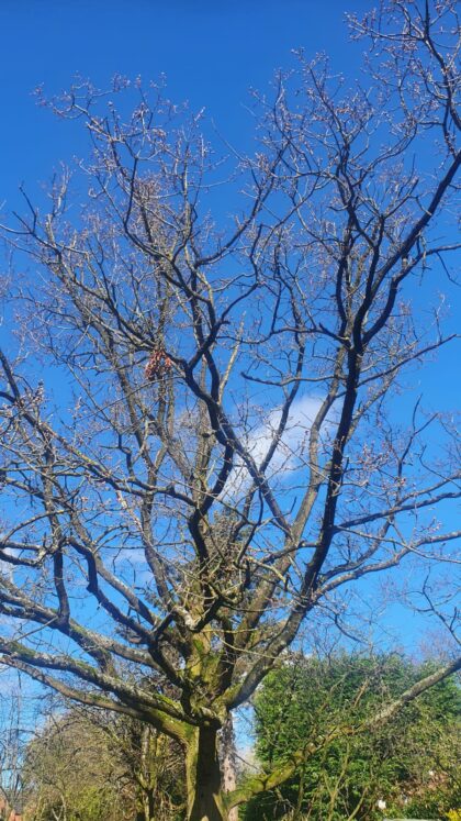 Tree care crewe