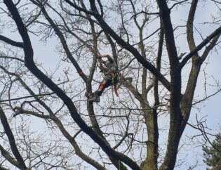 Tree Maintenace near me