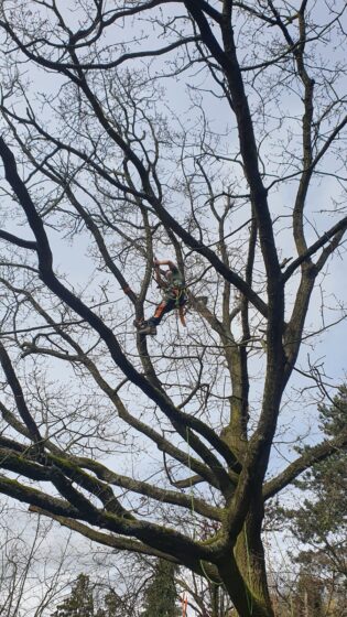 Tree Maintenace near me