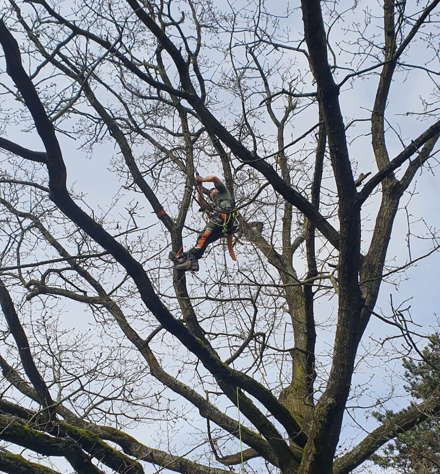 Tree Maintenace near me