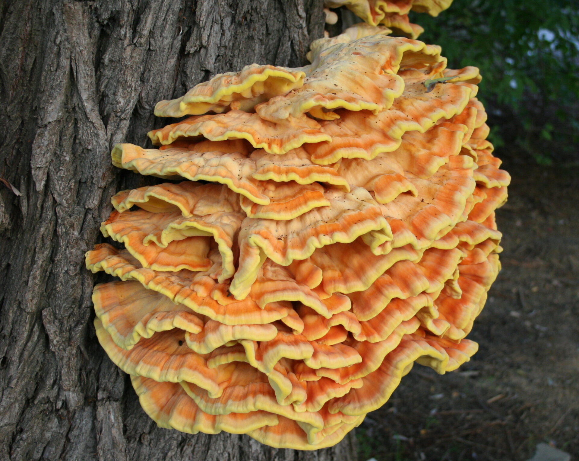 Chicken-of-the-Woods