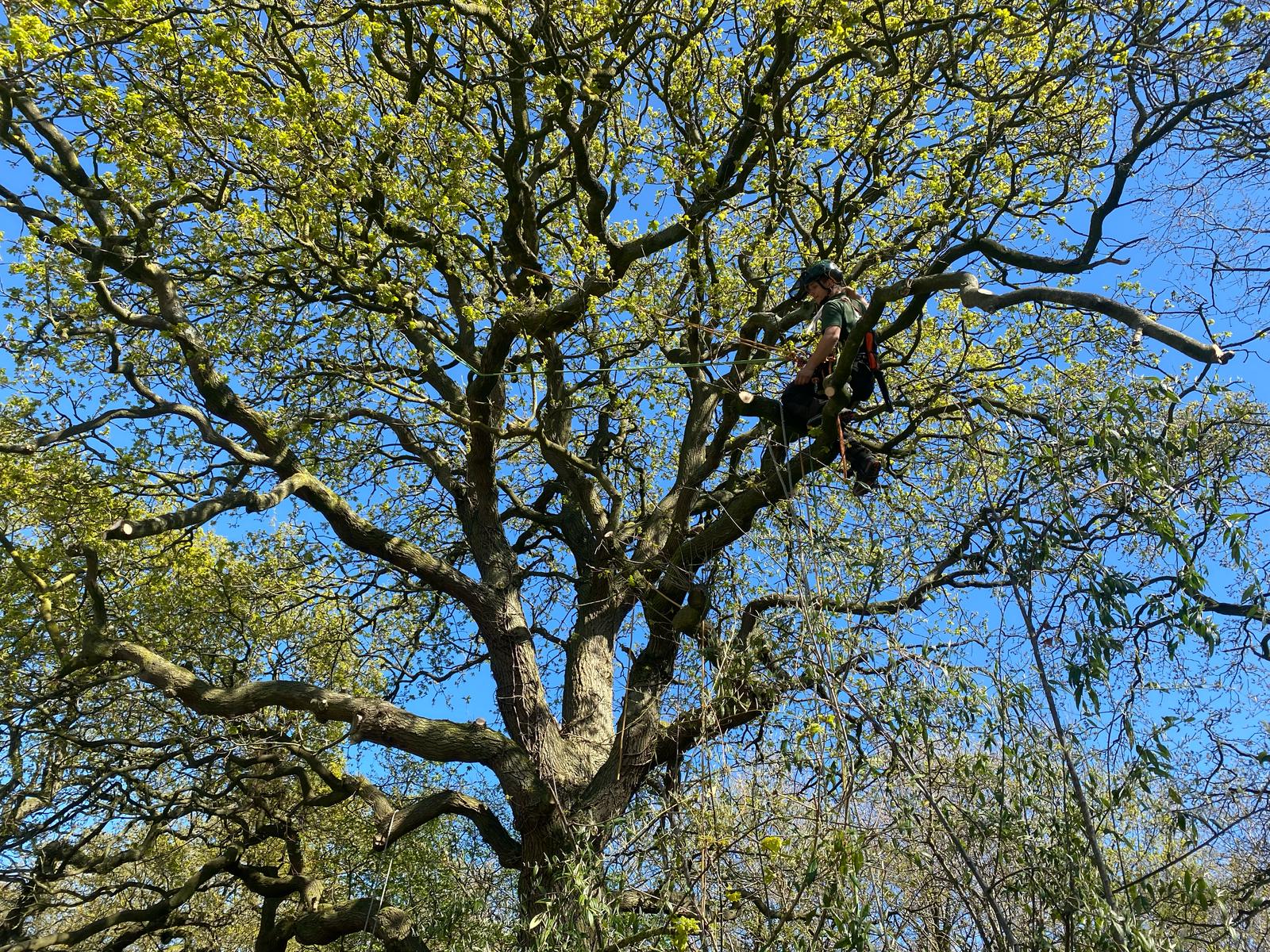 Tree Pruning Pruning (4)
