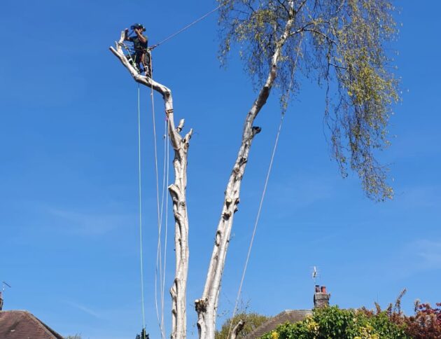 Hazardous Tree Removal (2)