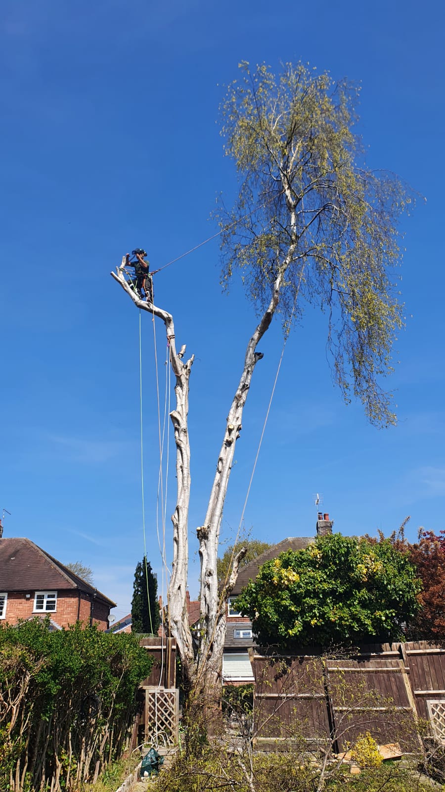 Hazardous Tree Removal Hazardous Tree Removal (2)
