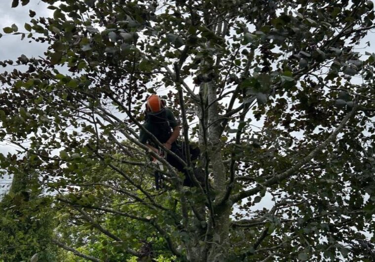 Tree surgeon in nantwich Tree surgeon in nantwich