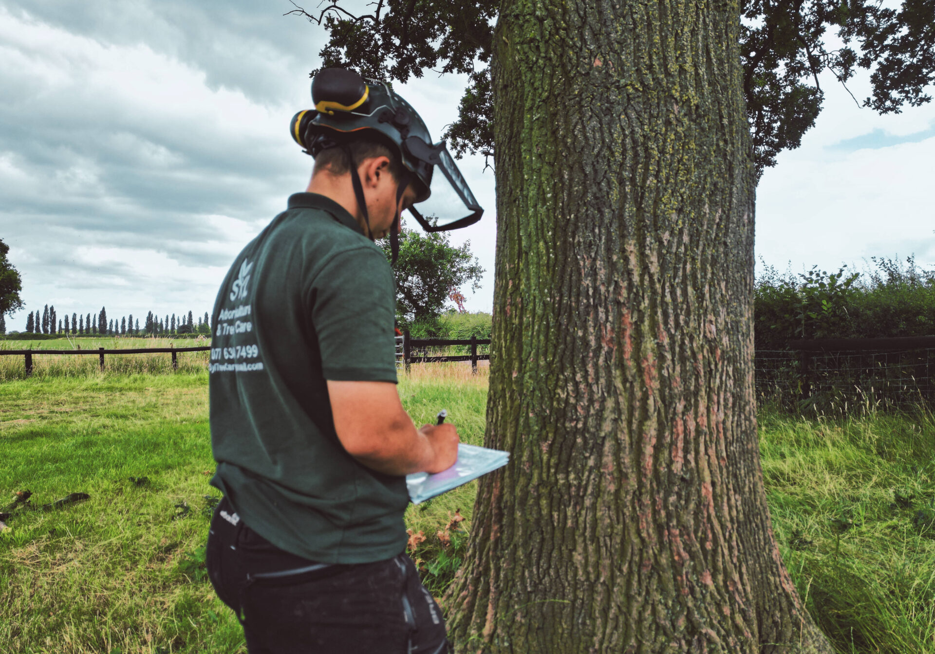 tree inspection